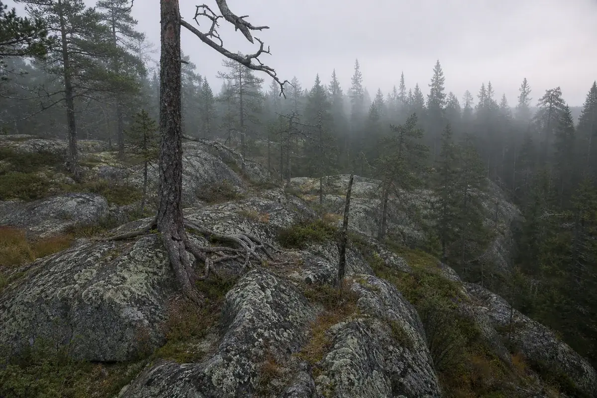 A group of participants of the Academy of Cosmoenergetics expedition in a Karelian forest
