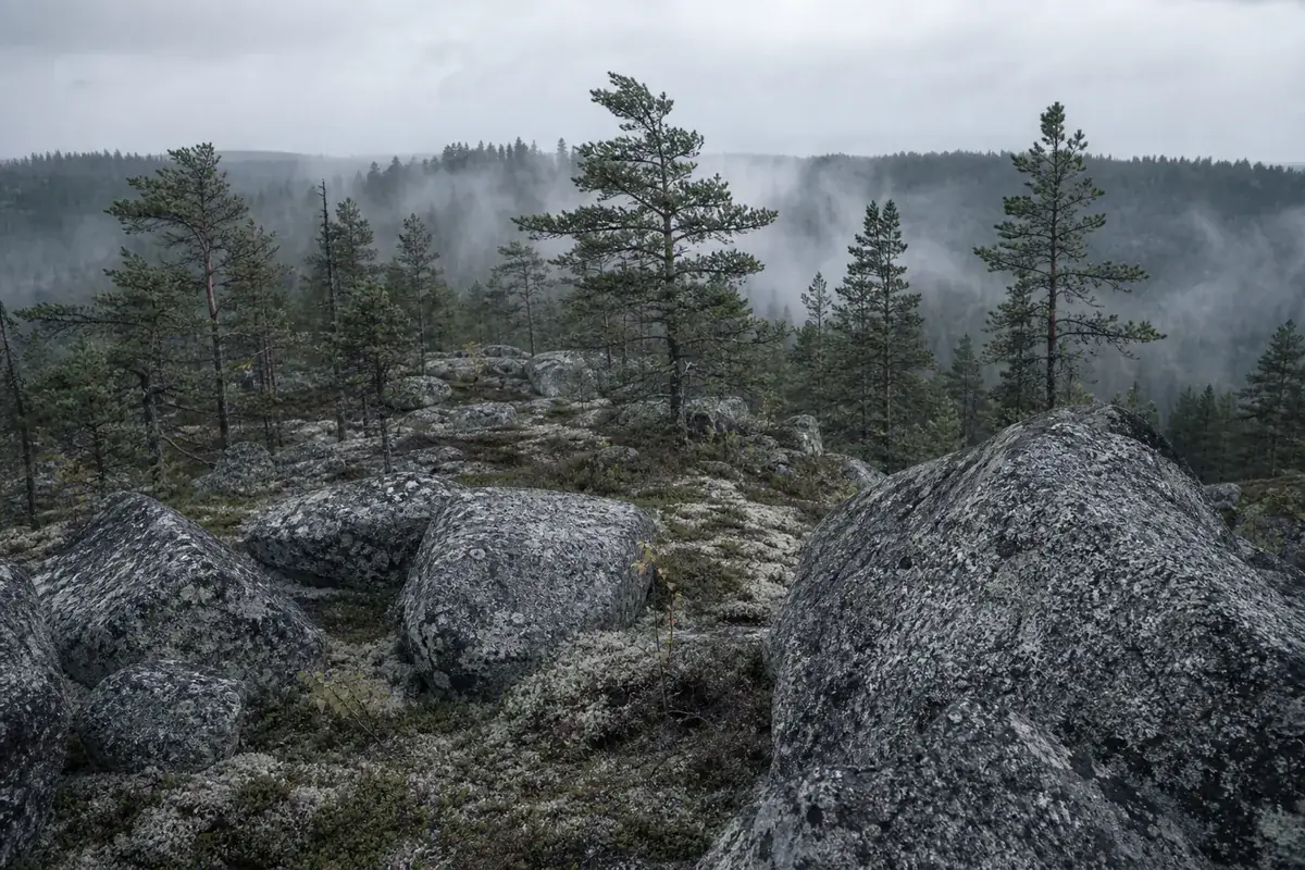 A bright Karelian landscape — the Academy’s field practice